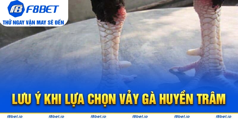 Những lưu ý cho các bạn khi tìm kiếm vảy gà huyền trâm